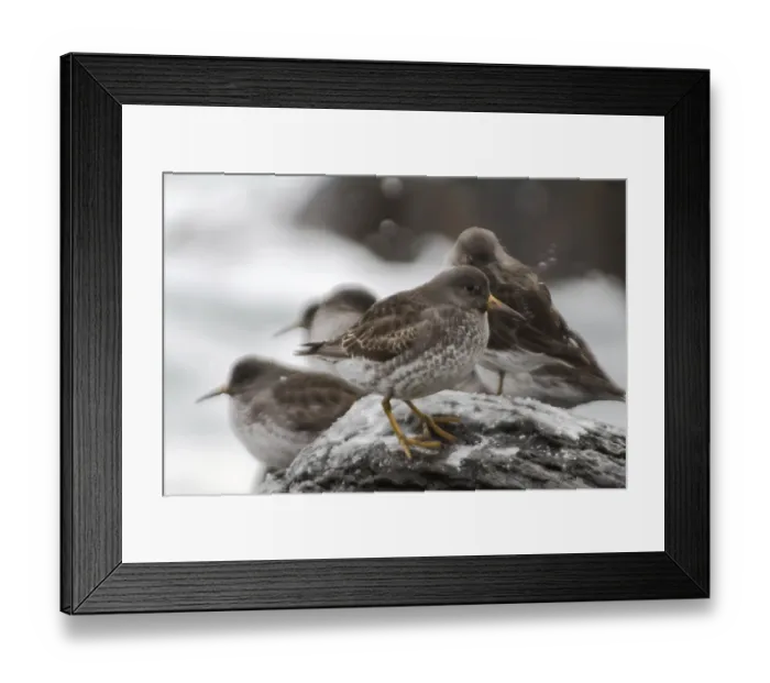 Framed Print : Calidris ptilocnemis qutra. Flight