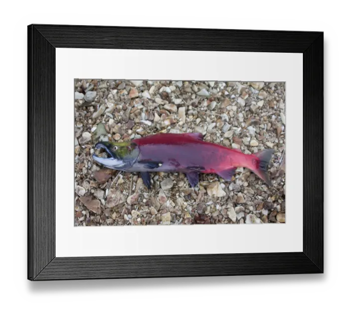 Framed Print : Male of the Blue-backed salmon has run aground Framed Print : Male of the Blue-backed salmon has run aground