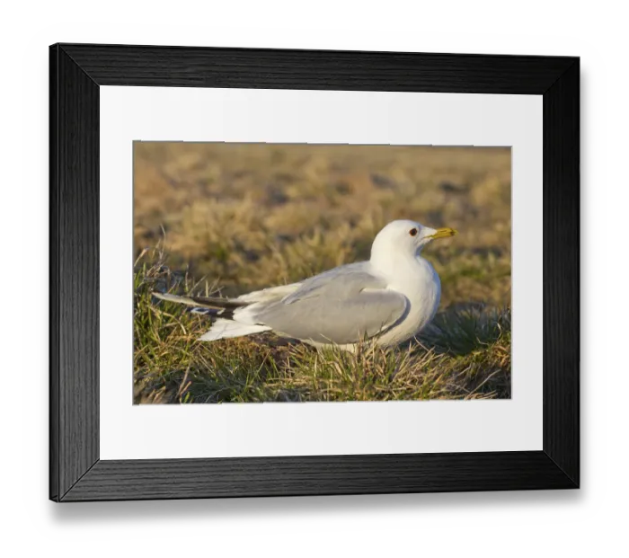 Framed Print : White seagull in the green grass Framed Print : White seagull in the green grass