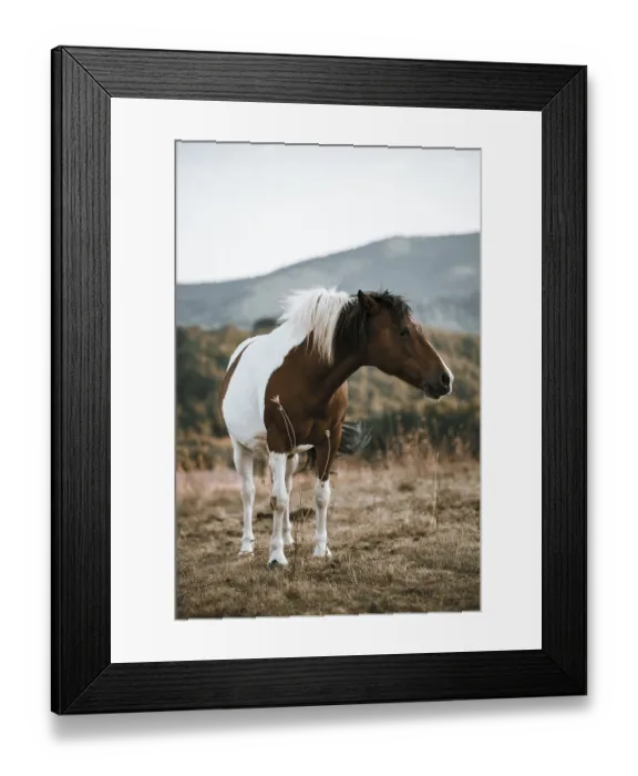 Framed Print : Beautiful young brown and white coloured horse eating grass on the pasture