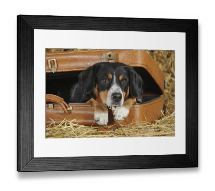 Framed Print : Entlebuch Mountain Dog, male, looks out of suitcase