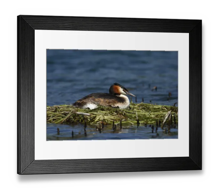 Framed Print : Great Crested Grebe (Podiceps cristatus) on its nest breeding Framed Print : Great Crested Grebe (Podiceps cristatus) on its nest breeding