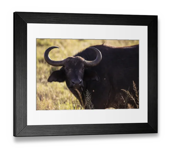 Framed Print : Buffalo, bubalus syncerus, water buffalo (bubalus arnee) in focus Framed Print : Buffalo, bubalus syncerus, water buffalo (bubalus arnee) in focus