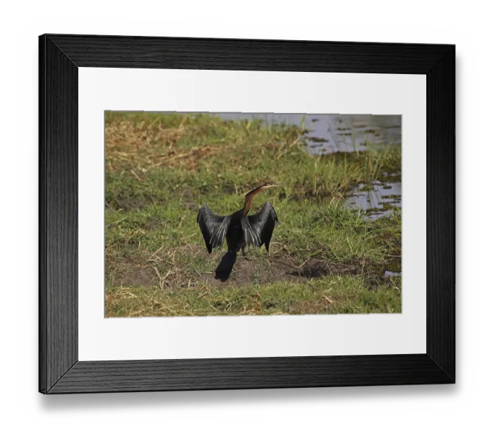 Framed Print : African Darter (anhinga rufa), Adult Drying Wings in the Sun Framed Print : African Darter (anhinga rufa), Adult Drying Wings in the Sun
