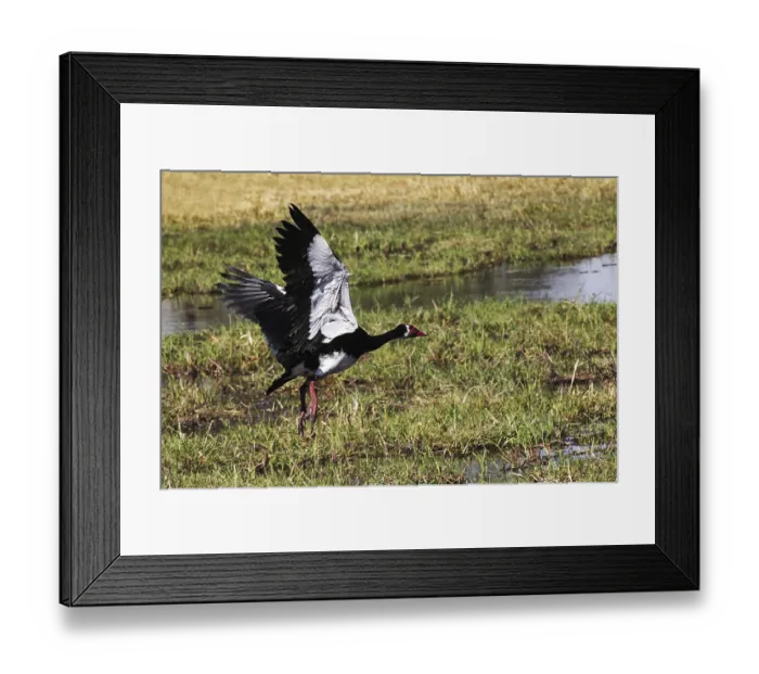 Framed Print : Spur-winged goose (plectropterus gambensis)