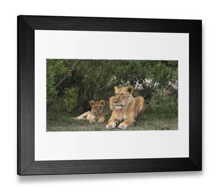 Framed Print : African Lion (panthera leo), Mother and Cub