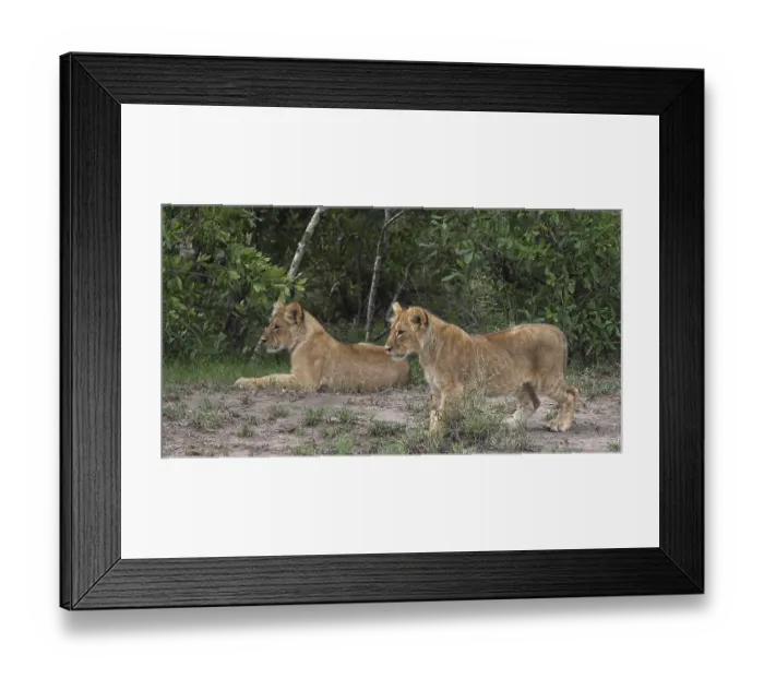 Framed Print : African Lion (panthera leo), cubs playing Framed Print : African Lion (panthera leo), cubs playing