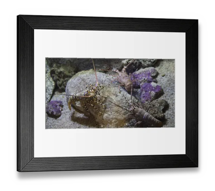 Framed Print : Painted Spiny Lobster or Painted Rock Lobster (panulirus versicolor)