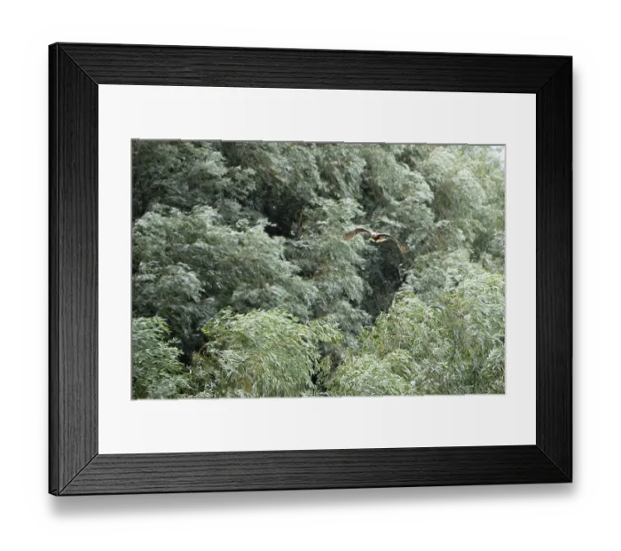 Framed Print : Circus aeruginosus, Tulcea, Romania Framed Print : Circus aeruginosus, Tulcea, Romania