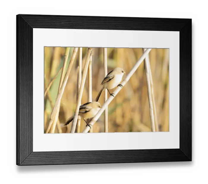 Framed Print : Panurus biarmicus, Tulcea, Romania