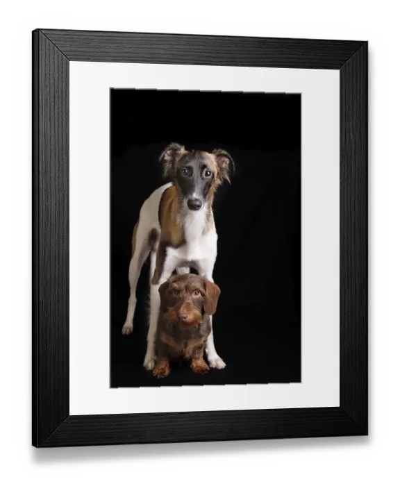 Framed Print : Silken Windsprite and Wire-haired Dachshund