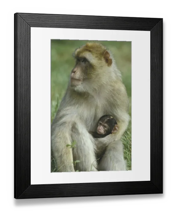 Framed Print : Barbary ape Framed Print : Barbary ape
