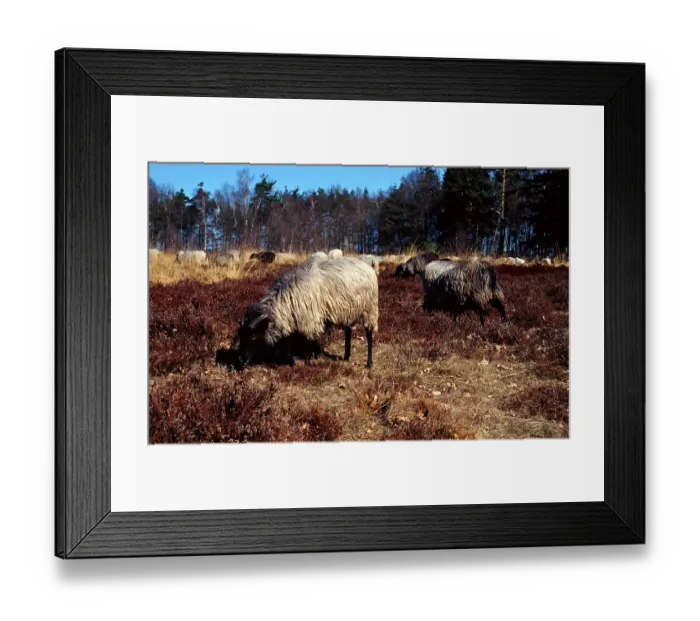 Framed Print : Domestic sheep
