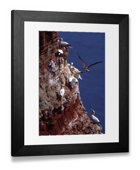 Framed Print : Northern gannet Framed Print : Northern gannet