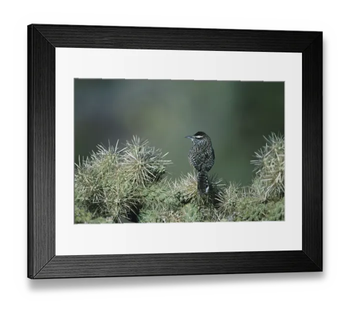 Framed Print : Cactus Wren (Campylorhynchus brunneicapillus)