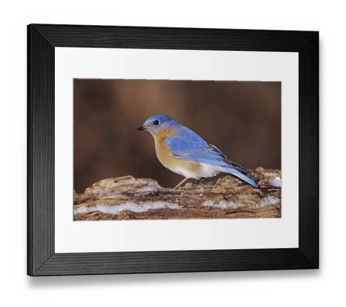 Framed Print : Eastern Bluebird (Sialia sialis) Framed Print : Eastern Bluebird (Sialia sialis)