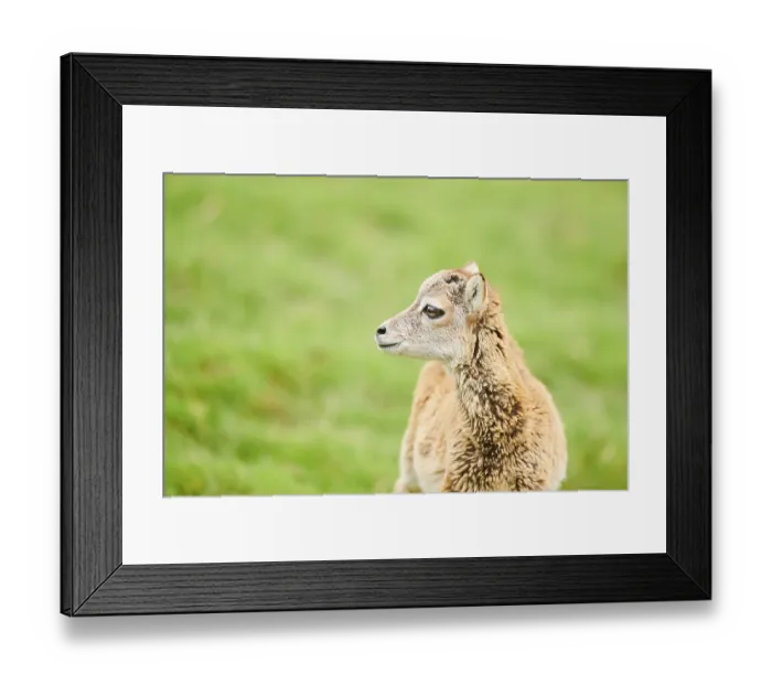 Framed Print : European mouflon (Ovis aries musimon) youngster standing on a meadow Framed Print : European mouflon (Ovis aries musimon) youngster standing on a meadow