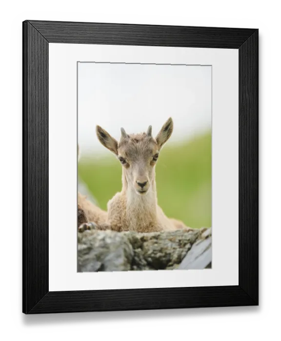 Framed Print : Alpine ibex (Capra ibex) youngster