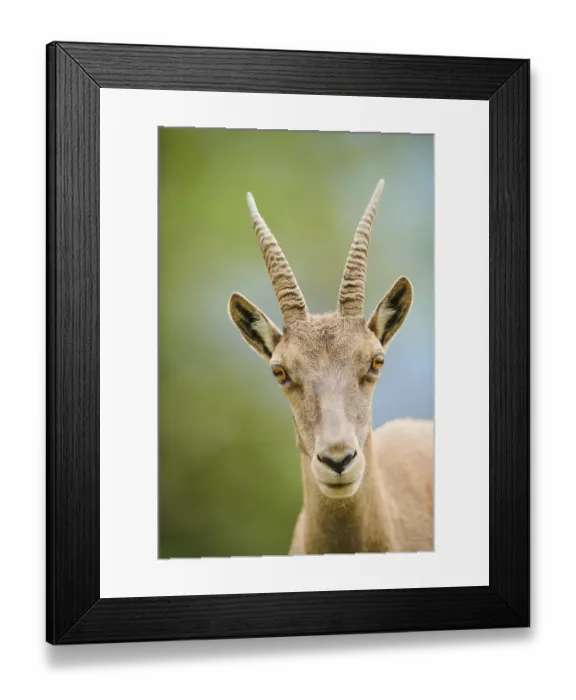 Framed Print : Alpine ibex (Capra ibex) female