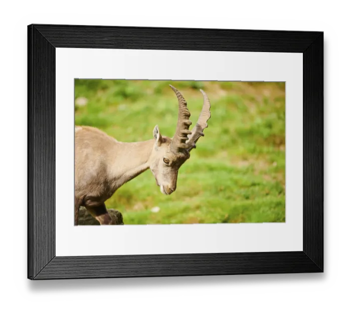 Framed Print : Alpine ibex (Capra ibex) male, portrait Framed Print : Alpine ibex (Capra ibex) male, portrait