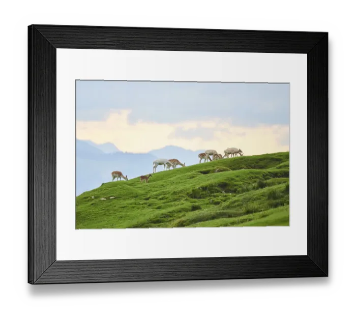 Framed Print : European fallow deer (Dama dama) hinds on a meadow in the mountains of tirol