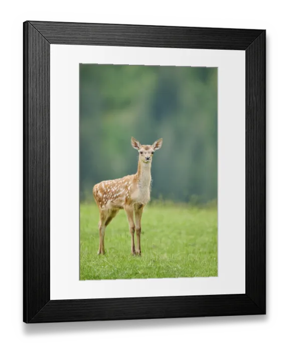 Framed Print : Red deer (Cervus elaphus) fawn walking on a meadow in the mountains in tirol Framed Print : Red deer (Cervus elaphus) fawn walking on a meadow in the mountains in tirol