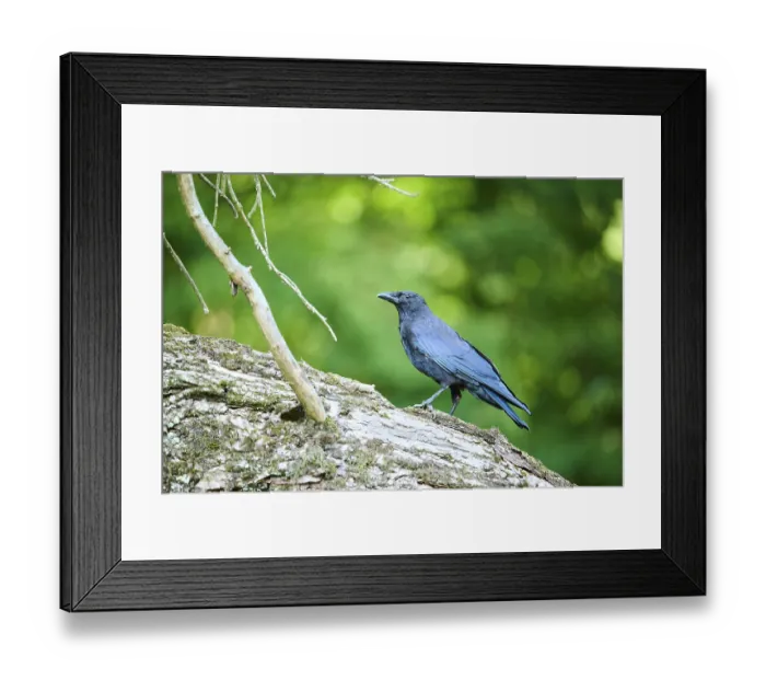 Framed Print : Carrion crow (Corvus corone) walking on an old wood