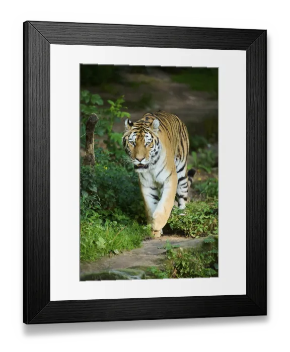 Framed Print : Siberian tiger (Panthera tigris altaica) walking
