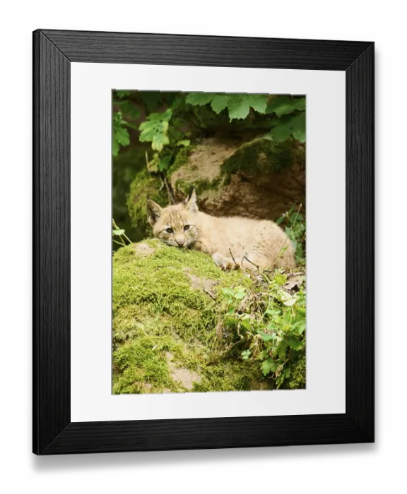 Framed Print : Eurasian lynx (Lynx lynx) youngsters on a rock