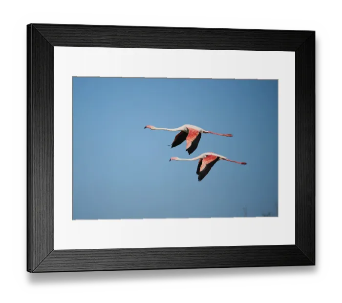 Framed Print : Greater Flamingos (Phoenicopterus roseus) flying in the sky