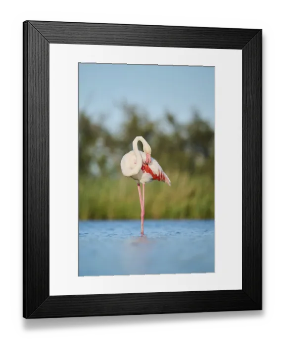 Framed Print : Greater Flamingo (Phoenicopterus roseus) standing in the water Framed Print : Greater Flamingo (Phoenicopterus roseus) standing in the water