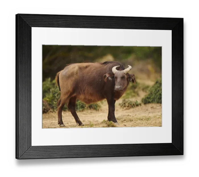 Framed Print : Red buffalo (Syncerus caffer nanus) in the dessert Framed Print : Red buffalo (Syncerus caffer nanus) in the dessert