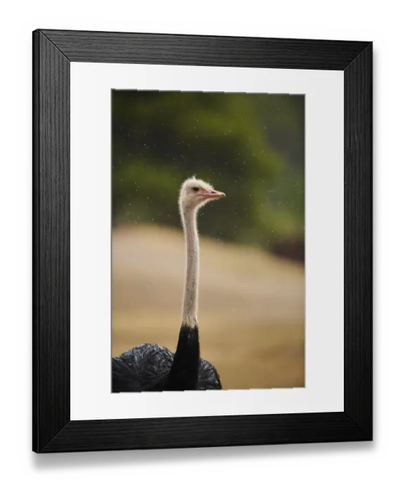 Framed Print : Common ostrich (Struthio camelus) Framed Print : Common ostrich (Struthio camelus)