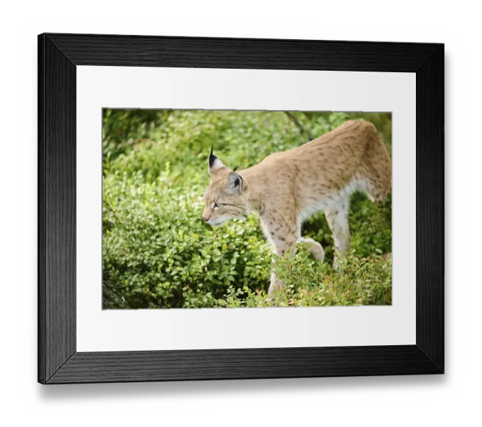 Framed Print : Eurasian lynx (Lynx lynx) walking through the forest Framed Print : Eurasian lynx (Lynx lynx) walking through the forest