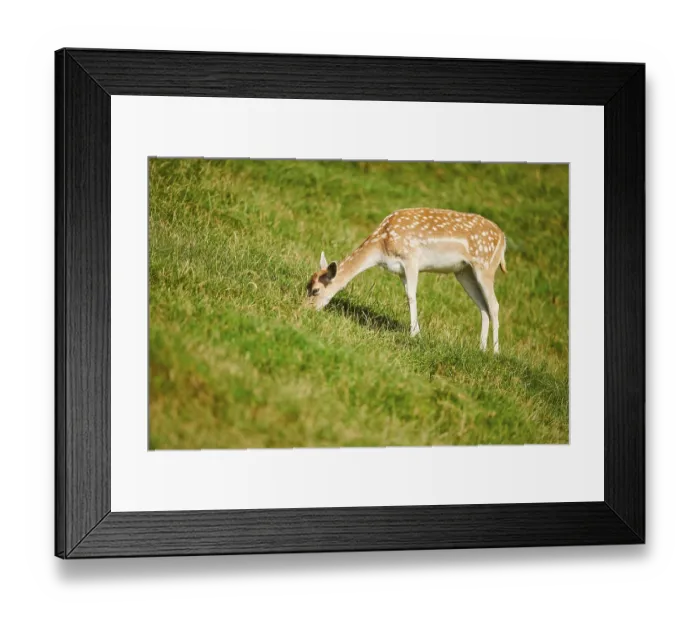 Framed Print : European fallow deer (Dama dama) doe standing on a meadow Framed Print : European fallow deer (Dama dama) doe standing on a meadow