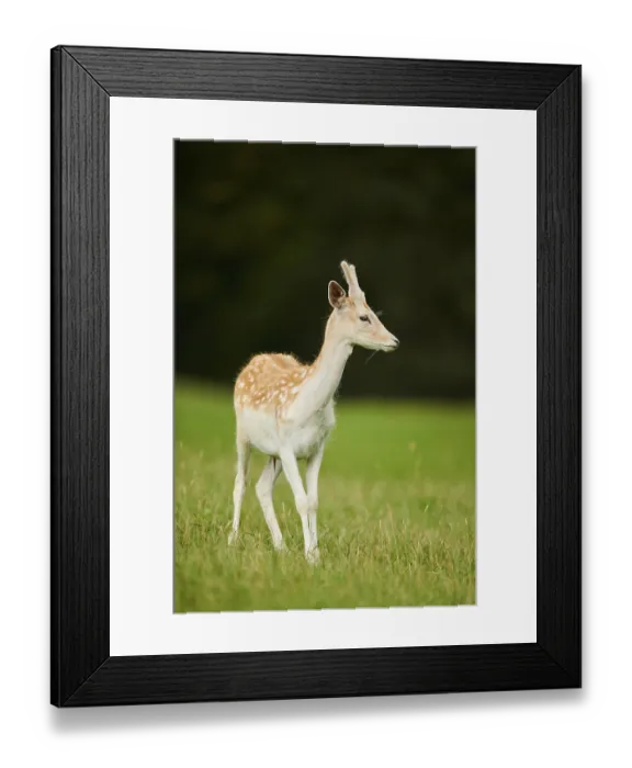 Framed Print : European fallow deer (Dama dama) buck standing on a meadow Framed Print : European fallow deer (Dama dama) buck standing on a meadow