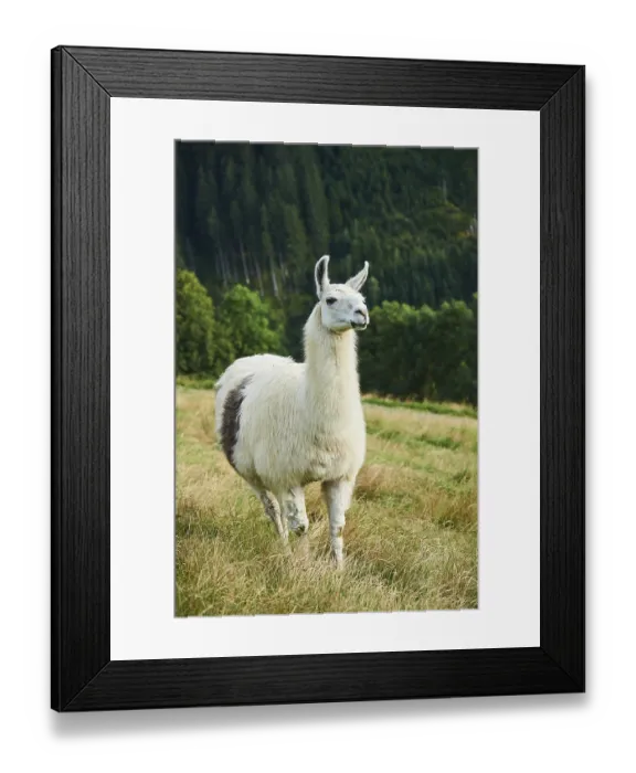 Framed Print : Llama (Lama glama) standing on a meadow in the mountains in tirol