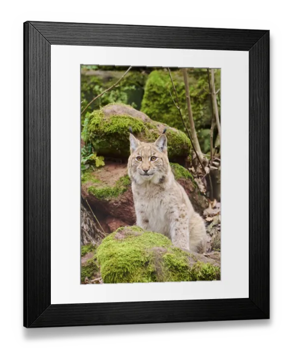 Framed Print : Eurasian lynx (Lynx lynx) sitting on a rock Framed Print : Eurasian lynx (Lynx lynx) sitting on a rock