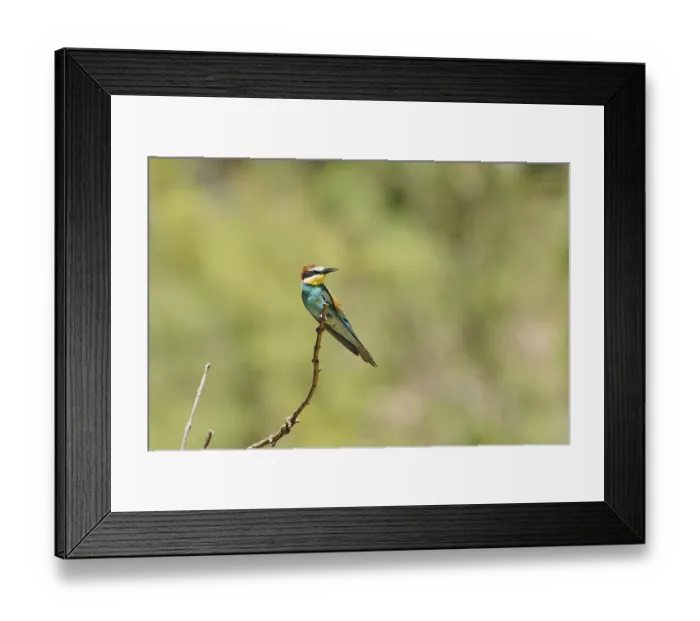 Framed Print : European bee-eater (Merops apiaster) sitting on a branch