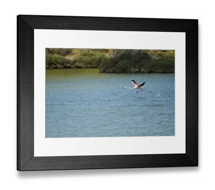 Framed Print : Greater flamingo (Phoenicopterus roseus) starts flying over the water