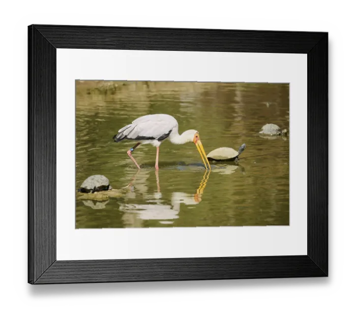 Framed Print : Yellow-bird Stork (Mycteria ibis)