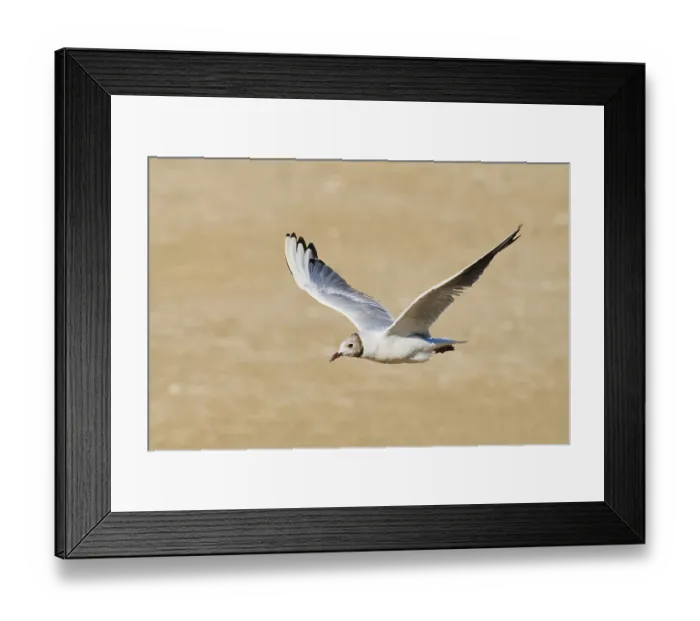 Framed Print : Black-headed gull (Chroicocephalus ridibundus) flying over the ground