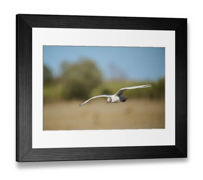 Framed Print : Black-headed gull (Chroicocephalus ridibundus) flying over the ground Framed Print : Black-headed gull (Chroicocephalus ridibundus) flying over the ground