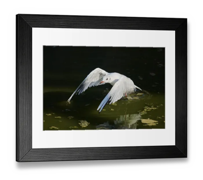 Framed Print : Black-headed gull (Chroicocephalus ridibundus) landing in the water