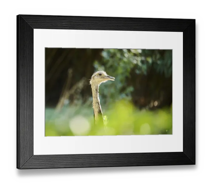 Framed Print : Greater rhea (Rhea americana), portrait
