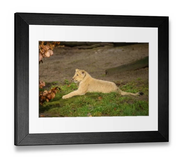 Framed Print : Asiatic lion (Panthera leo persica) cub lying in the green grass Framed Print : Asiatic lion (Panthera leo persica) cub lying in the green grass