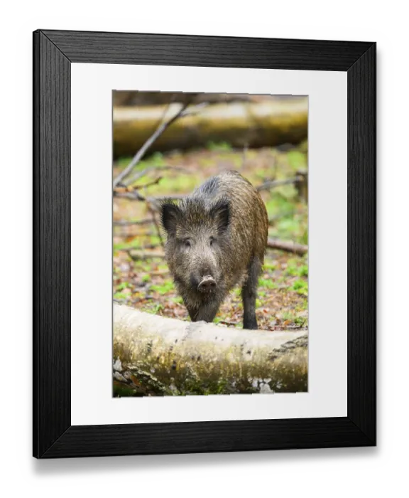 Framed Print : Wild boar (Sus scrofa) standing in a forest