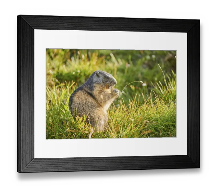 Framed Print : Alpine marmot (Marmota marmota) youngster on a meadow in summer