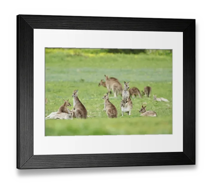 Framed Print : Eastern grey kangaroos (Macropus giganteus) wildlife on a meadow in Australia