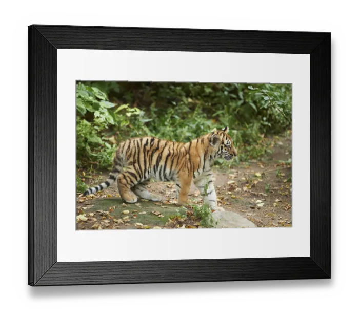 Framed Print : Siberian tiger (Panthera tigris altaica) cub in a forest